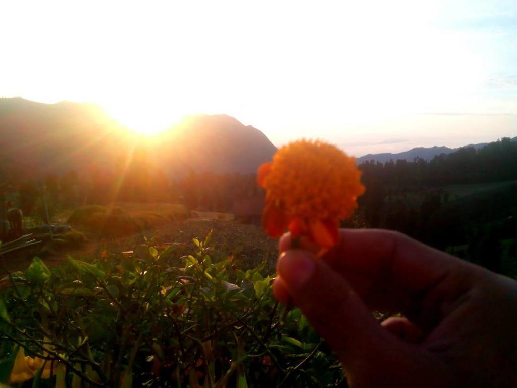 Bromo Otix Guest House Eksteriør bilde