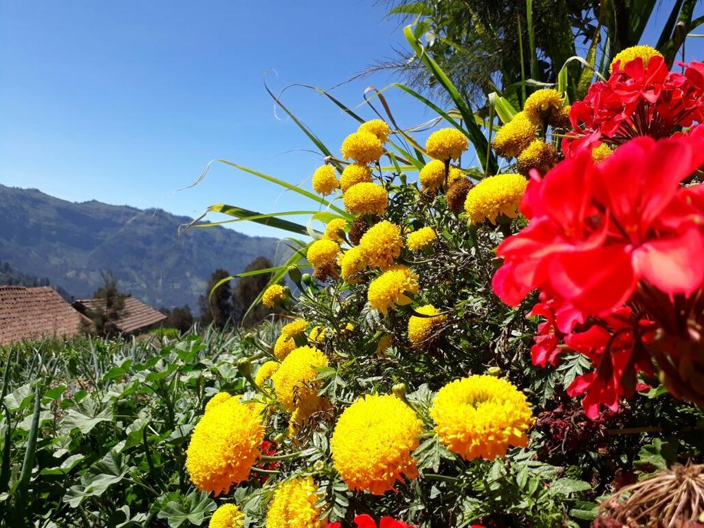 Bromo Otix Guest House Eksteriør bilde